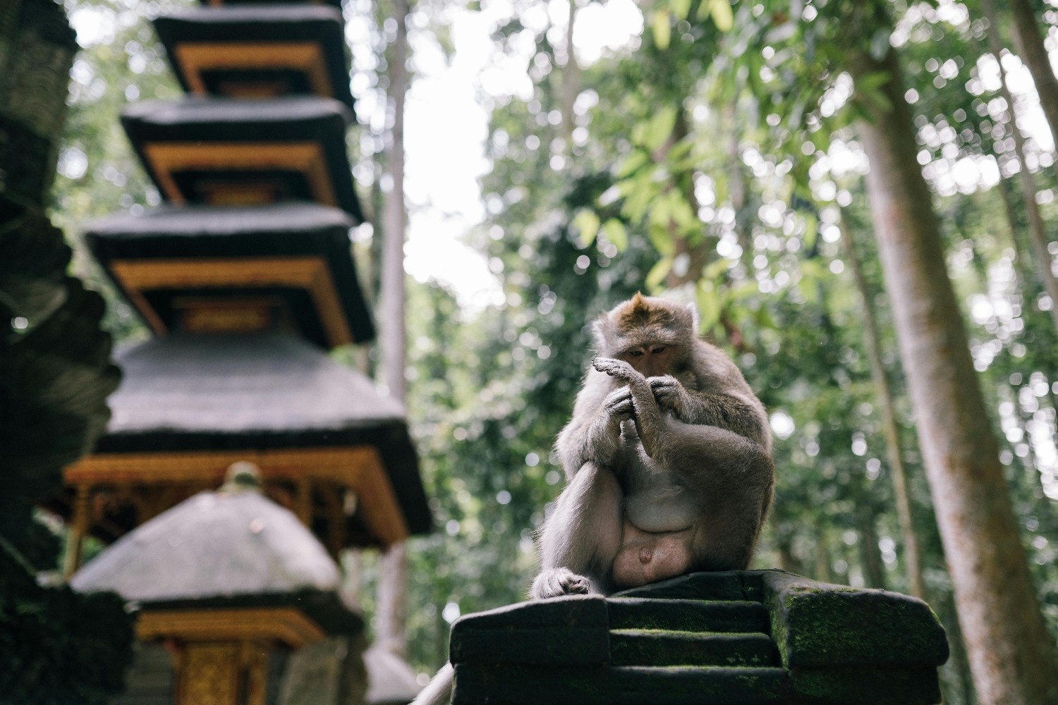 Sacred Monkey Forest