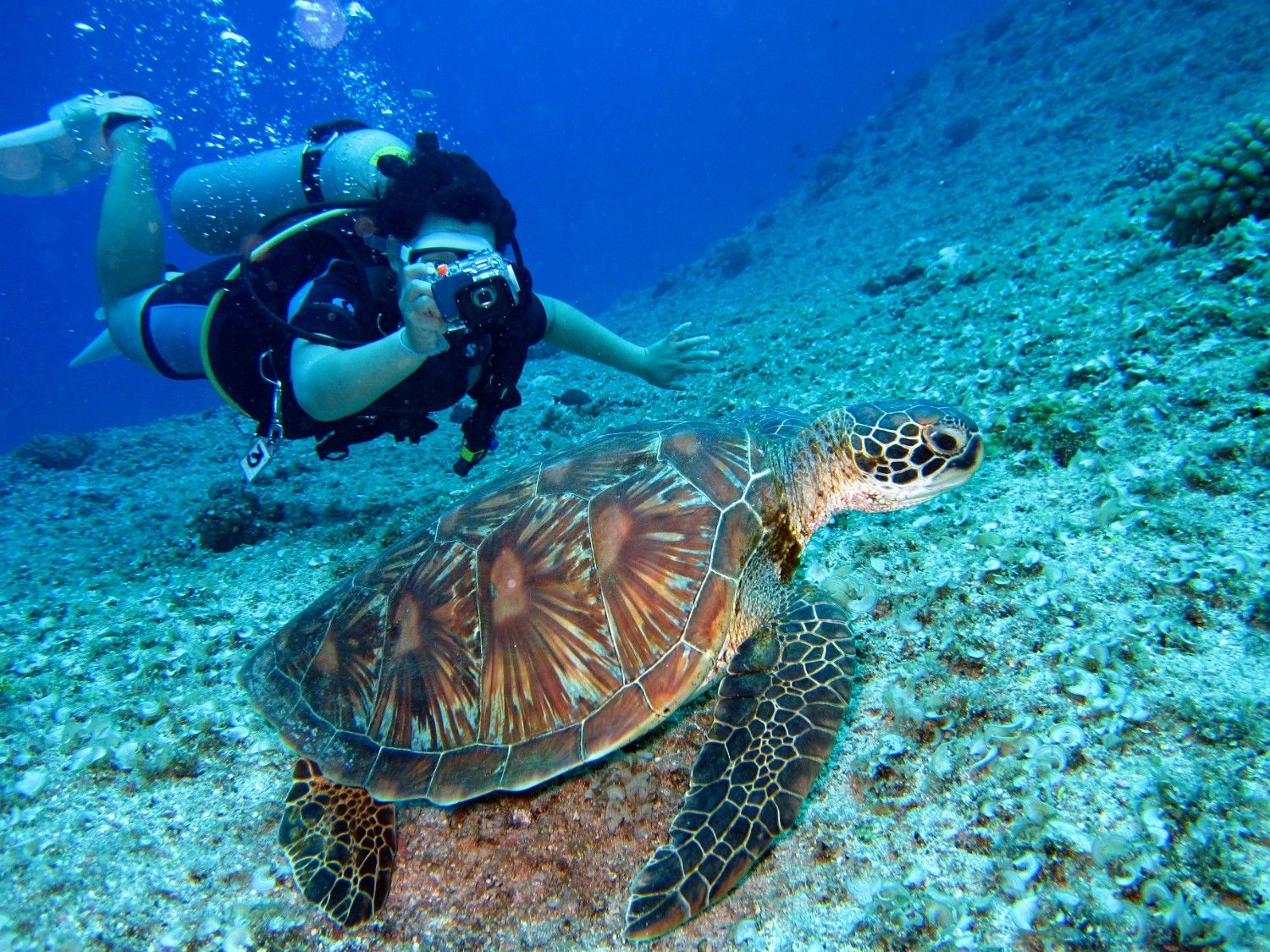 Coral Reef Diving